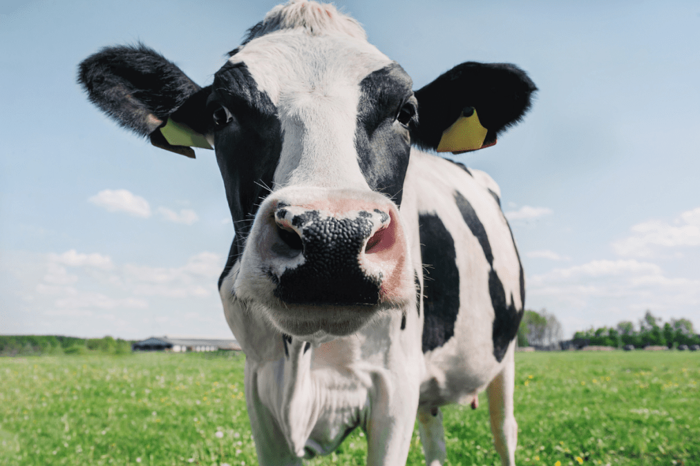 UK announces progress on bovine TB vaccine and test