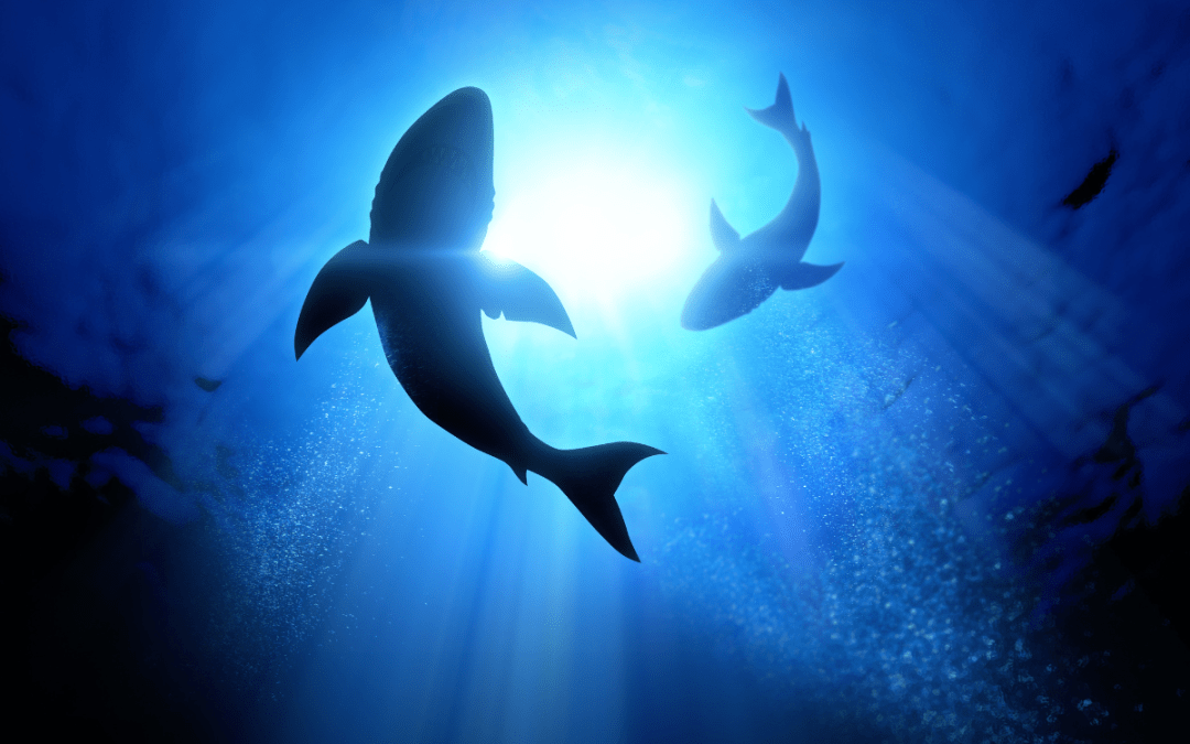 Synthetic squalene: a sustainable alternative to shark?
