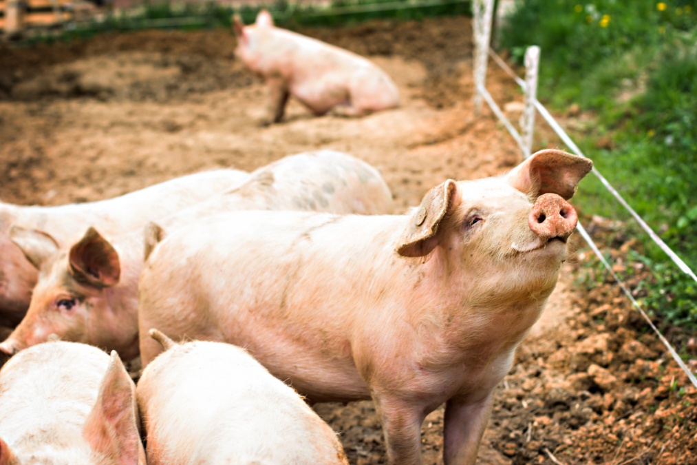 When pigs fly – or vaccinate themselves against Salmonella