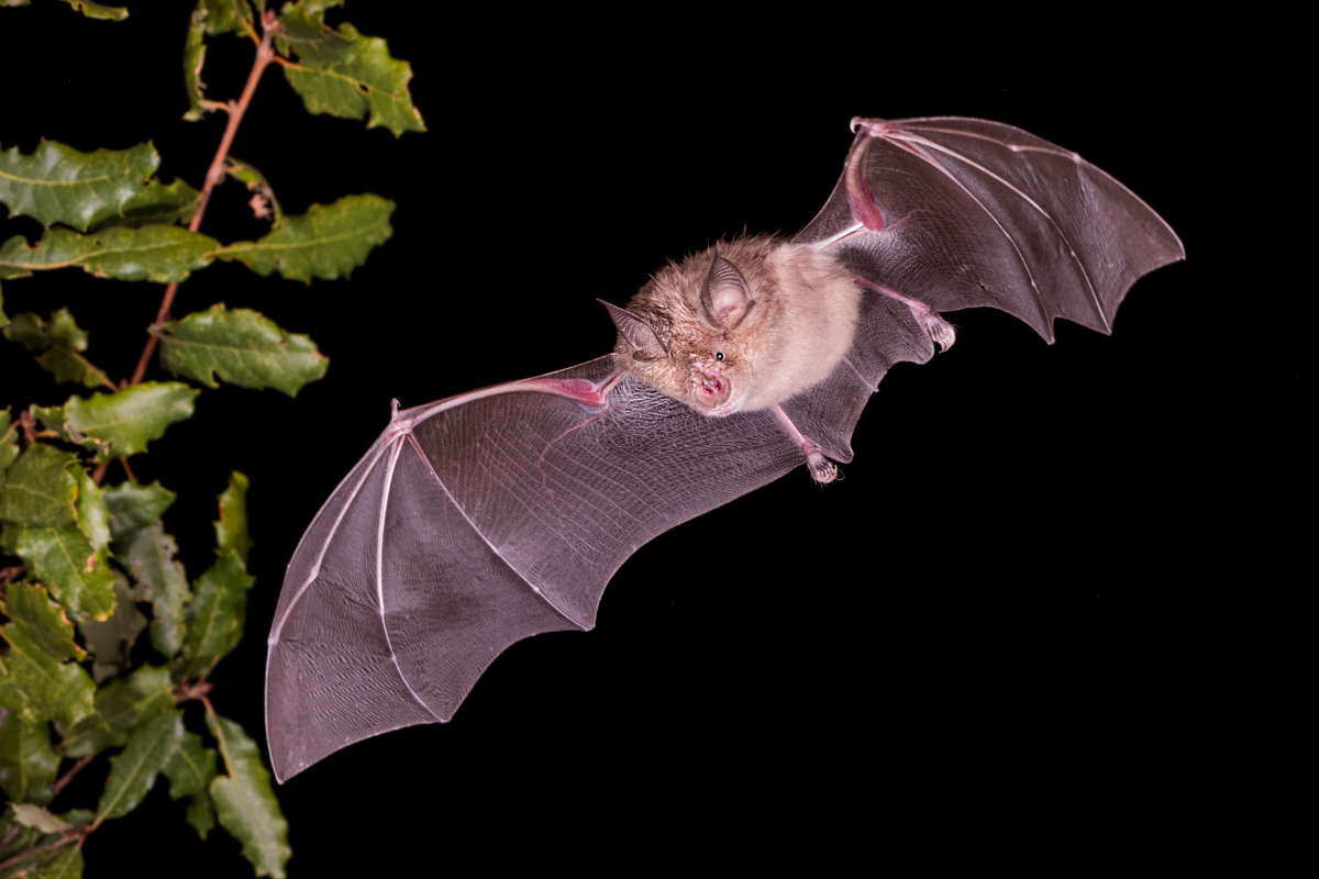 Zoonotic risk: UK bat screening finds coronaviruses