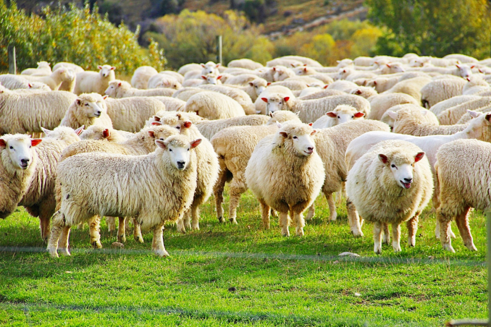 Bluetongue virus: serotype 3 confirmed on Dutch sheep farms