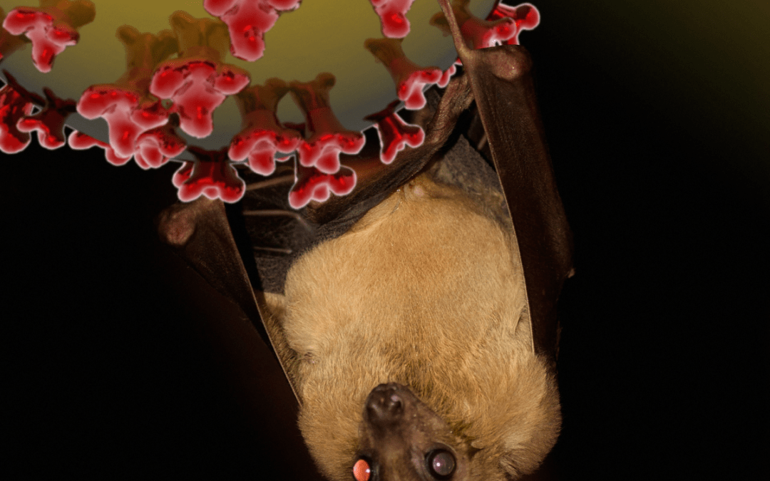 UK collaboration to advance henipavirus vaccine development