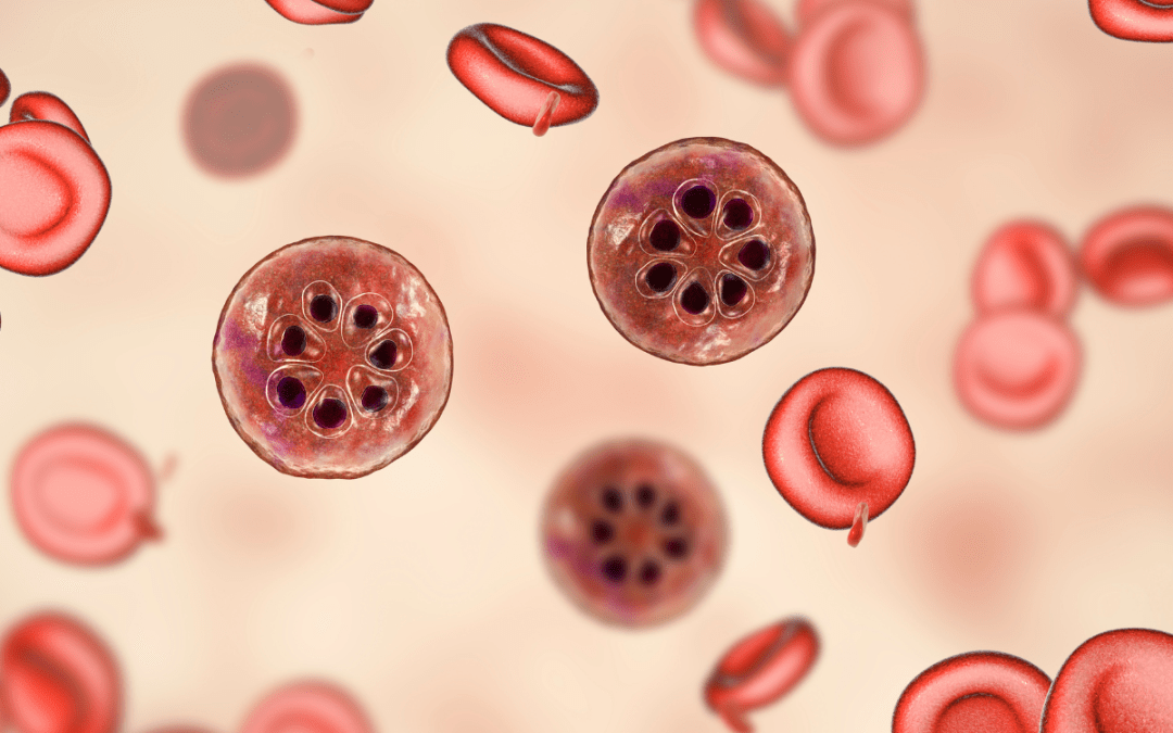 Study to investigate immune adaptations to malaria