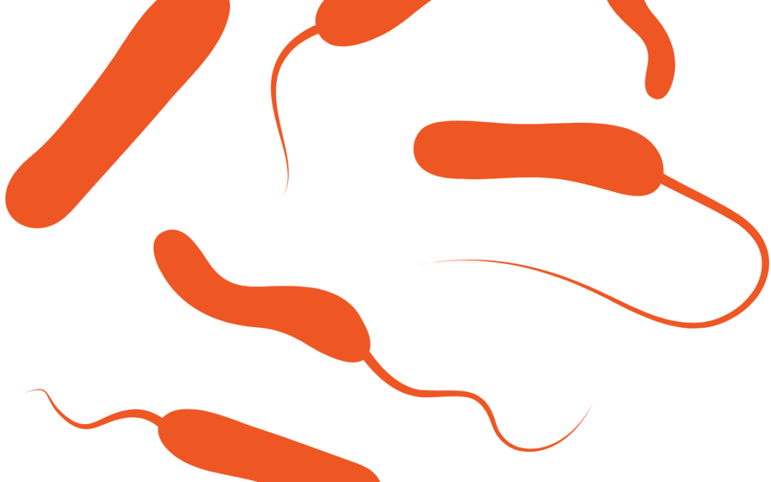 ICG on Vaccine Provision demands “immediate” cholera action