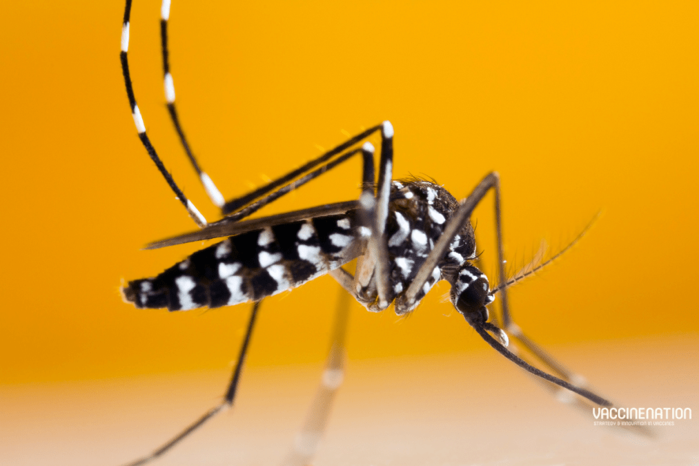 WHO dengue update: over 7.6 million cases this year