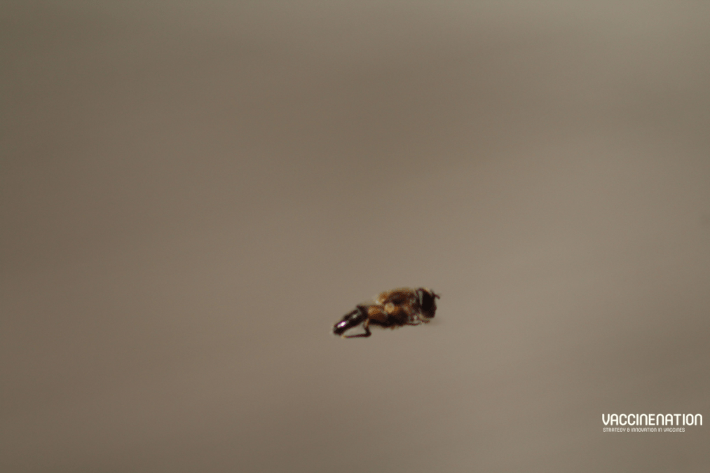 Chandipura virus detected in India “needs more research”