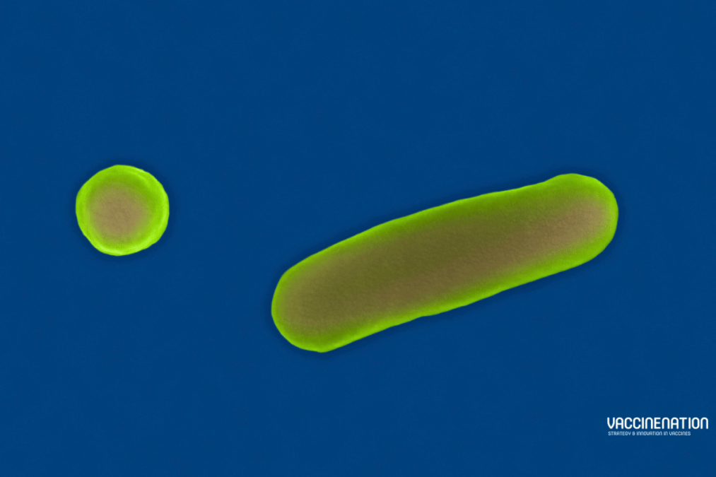 Valneva and LimmaTech partner on Shigella vaccine