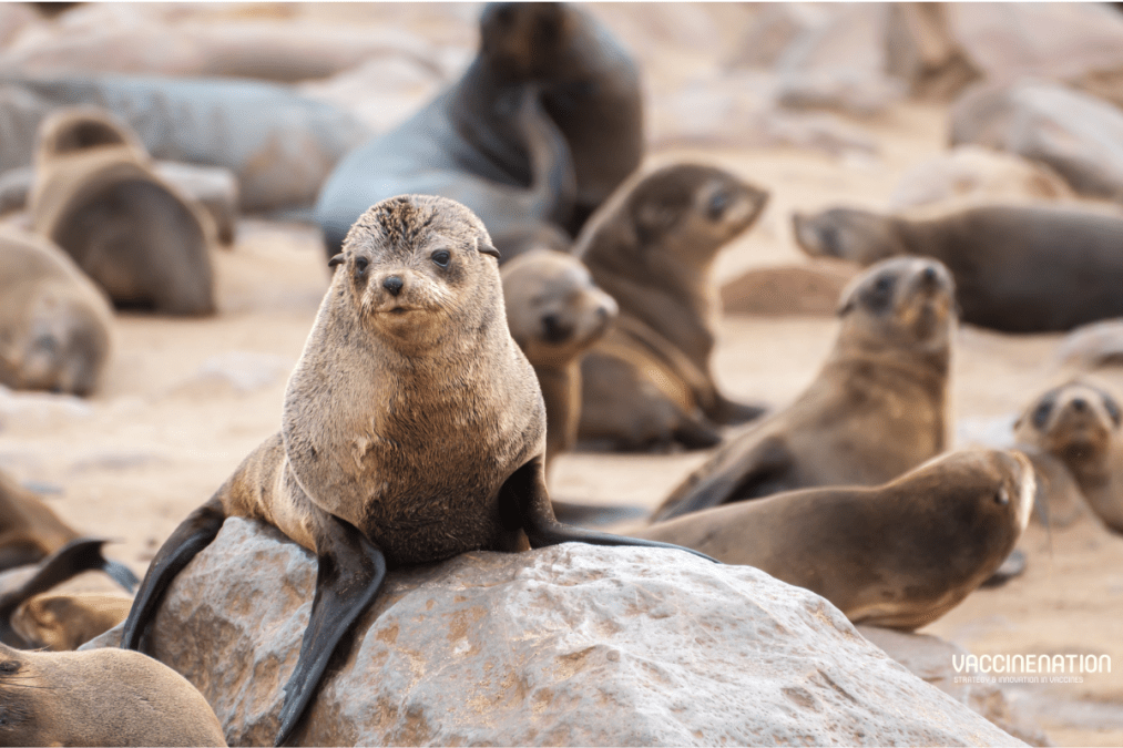 Cape Town considers seal vaccination amid rabies concern
