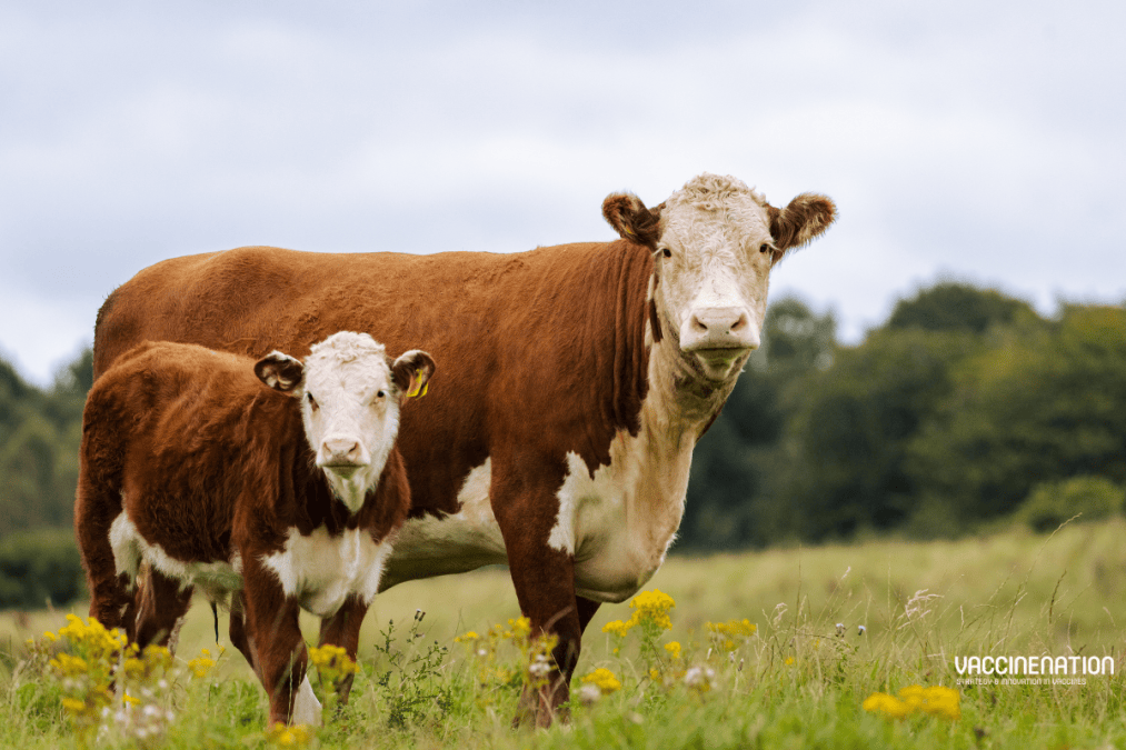 Cryptosporidiosis: vaccine approved for protection of cattle