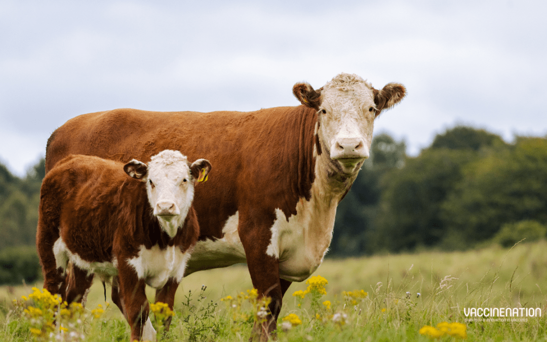 Cryptosporidiosis: vaccine approved for protection of cattle