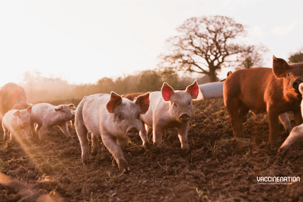 Partnership to protect pigs awarded government funding