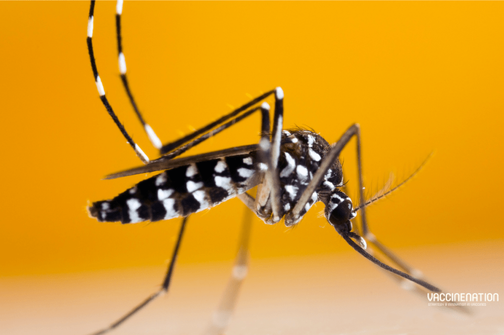 Chikungunya in India has a “notorious edge this year”