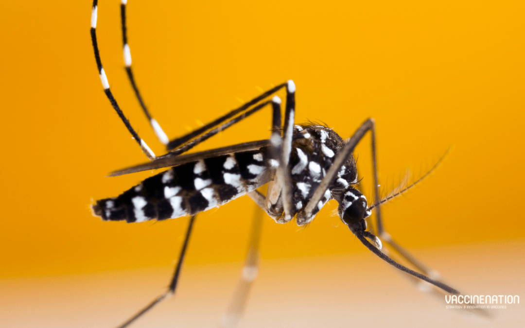 Chikungunya in India has a “notorious edge this year”