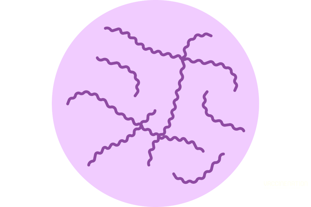 Grant to support leptospirosis vaccine development efforts