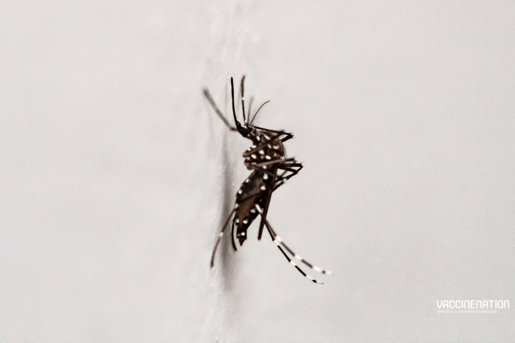 WHO launches SPRP for Aedes-borne arboviruses