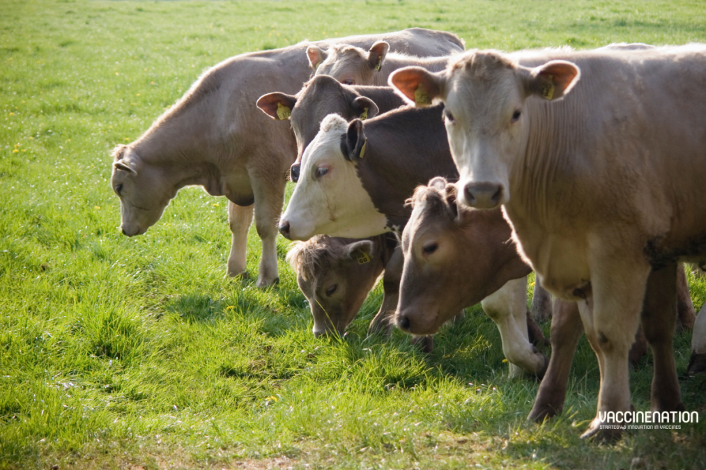 The Vaccine Group and APHA secure animal vaccine grant