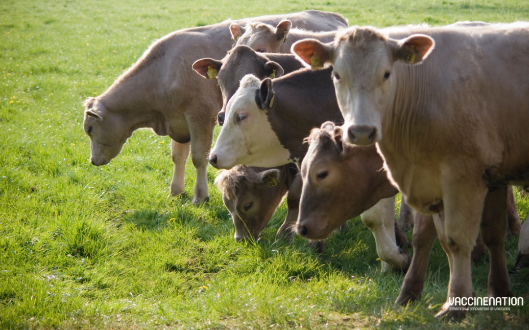 The Vaccine Group and APHA secure animal vaccine grant